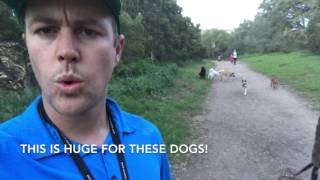 Training a 1 year old Akita and husky in 2 weeks