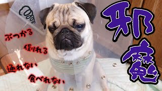 カラー生活の不便さを実演して見せつけてくるパグがこちらです【パグのぺろ吉pug】