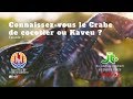 07 JTV+ Connaissez vous le KAVEU ?