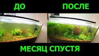 Аквариум мажора месяц спустя