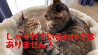 妹が可愛くて仕方がない姉ねこのグルーミング