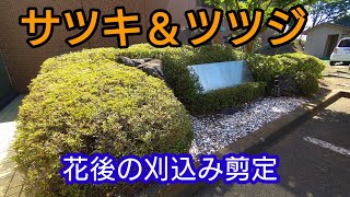 【剪定】サツキ＆ツツジの綺麗な刈込手順を庭師が実践にて解説