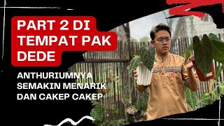 Banyak Anthurium Yang Cakep Di Tempat Pak Dede Part 2😱 Tanaman Hias Anthurium Di Teras Rumah‼️