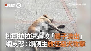 桃園拉拉遭追咬「腸子流出」　網友怒：爛飼主放任惡犬攻擊