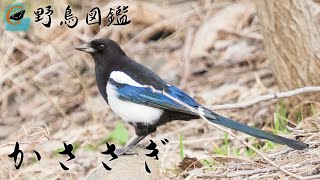 【野鳥図鑑 /カササギ】リモートバードウォッチング 　北海道札幌市で出会った子育て準備真最中のカササギの姿と特徴などを紹介しています。