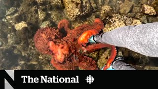 #TheMoment an octopus squeezed a B.C. woman's leg