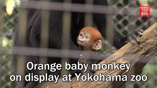 Orange baby monkey on display at Yokohama zoo