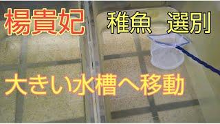 楊貴妃 稚魚針子の選別 2020年6月産まれ