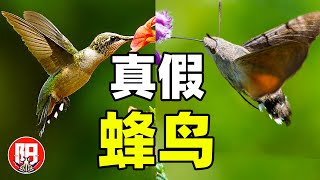 你在国内见到的蜂鸟都是“假的”！盘点几种和蜂鸟极为相似的生物 | 小阳的昆虫世界