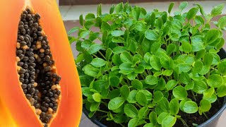 How to grow papaya from seeds tamil / பப்பாளி செடி வளர்ப்பது எப்படி /Gardening