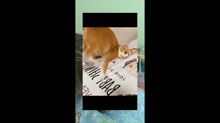 meme kucing lucu #memes #lucu #ngakak #memekucinglucu #shortvideo