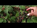 wild blackberry picking made easy quick and practical tips to begin 🍇🌿