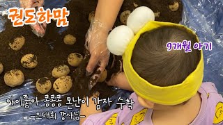 [권도하맘] 9개월 아기 문화센터 아이좋아 콩콩콩 몬난이 감자 수확 (오대희 강사님)