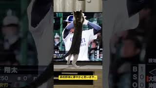 高校野球に夢中なネコ？