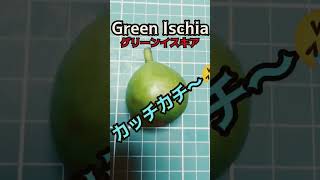 Green Ischia グリーンイスキア verdale ヴェルダル イチジクfig