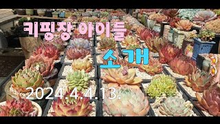 노인다육#키핑장#다육이#키핑장 다육이들 소개 합니다~^^2024.4.13.