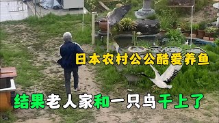 日本公公和一只鳥打起來了，老人家被氣的不輕，這到底咋回事？