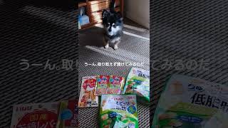 ちゅ～る犬【チワワのくうさん】膵炎　おやつ