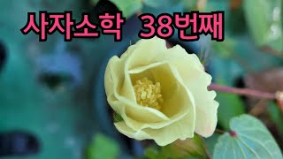 사자소학 38번째 해서체 붓글씨 서예 서예배우기 서예기초 서예 서예문화 캘리그라피 calligrapher artst Jang o-jung Korean calligraphy