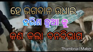 #anewsodia  ବାଙ୍କୀ କୂଅମଡା ରୁ ଉଧାର ହରିଣ ଛୁଆ କୁ ବନବିଭାଗ କଣ କଲା  ?