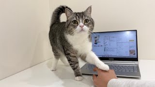 ネットでおやつを見てたらおねだりしてくる猫がかわいすぎました笑