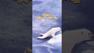 シロクマ動画見て癒されたら寝ろｗｗｗ #動物 #シロクマ #2ch動物スレ