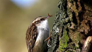 Treecreeper feeding