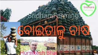 ବଇତାଳୁ ଚାଷ Pumpkin Farming Odisha Farmers