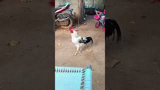 அசிங்கபடடார் ஓனர் #funny_chicken #husbandwifetamilcomedy #kozhi_koothugal