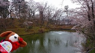 【桜】棚倉城跡（亀ヶ城公園）にまさかの櫓が完成？！【リアル城攻め】