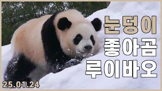 [4K] 루이바오 도깨비설?! 신비한 구슬의 정체는?! 소원을 들어주는 루이바오 辉宝 | 輝寶 | Hui Bao | 睿宝 | 睿寶 | Rui Bao