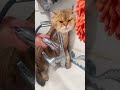 孕妇主动要求洗贫嘴猫！ 貓咪 cat 萌宠 cute