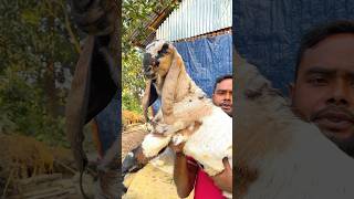 ২৬ হাজার টাকায় পাঠা।#goat #animals #goatfarming #shortvideo #shorts #viralvideo #farming