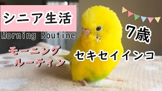 シニア生活 セキセイインコ　モーニングルーティン　セキセイインコ7歳 老い支度  budgerigar Morning Routine