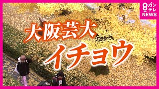 【芸大生とイチョウ】自然が魅せる『色の芸術』は芸大生にとって『悩みの種』　大阪芸大の大イチョウ　〈カンテレNEWS〉