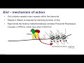 8. long noncoding rnas xist and hotair