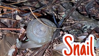 Snail’s Slow-Motion Journey#snailanatomy #animalia #nature