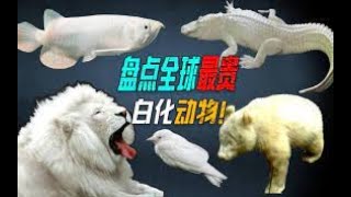 5種全球最貴的白化動物，白化鱷魚全球僅剩20只，一隻價值上億！