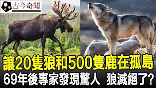 讓20隻狼和500隻駝鹿在孤島，69年後專家發現驚人，狼滅絕了？#奇聞#歷史#考古#古墓#古代#文物#古今奇聞