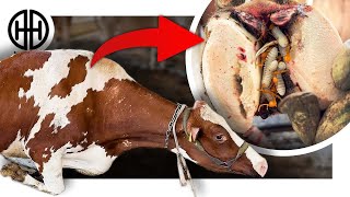 Hoof FULL OF MAGGOTS!! She can't Stand | Hoof Healers