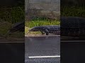 ටවුමට ආව අනේ.. 😱😱😱 කබරගොයා asian water monitor srilanka new rain trendingshorts