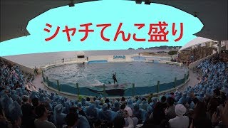 鴨川シーワールド２０１８　シャチパフォーマンス３４９　GoProでてんこ盛りのシャチをセーフティーゾーンから４Ｋで撮ってみた　killer whale show