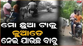 ବୋଉ ଏମାନେ ମୋତେ କୁଆଡେ ନେଇଯାଉଛନ୍ତି  ମୁଁ ଜାଣିପାରୁନି,ଏ ବୋଉ ମୋତେ ବଞ୍ଚା | Cow | Sad | Emotional