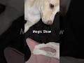 Magic show with moon and cream #pets #doglover #dogs #dogshorts #youtubeshorts #shorts #short