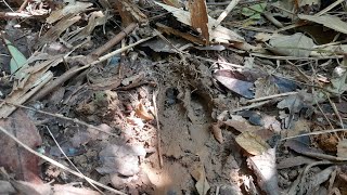 เข้าป่าไส่กับลัดยิงหมูป่า  ເຂົ້າປ່າໄສ່ກັບຫາລັດຍິງຫມູປ່າ