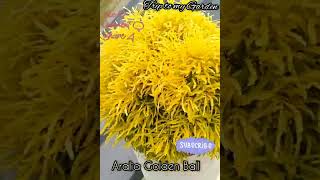 Aralia Golden Ball