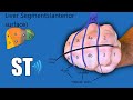 Liver Segments Ultrasound Couinaud's Anatomy