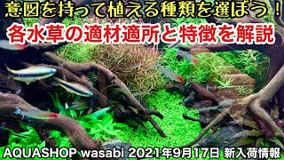 水草の種類の選び方！「各水草の最適な植栽ポジションと特徴・育成難易度を解説」２０２１年９月１７日AQUASHOPwasabi新入荷情報、ネイチャーアクアリウム立ち上げ初心者、水草水槽の作り方