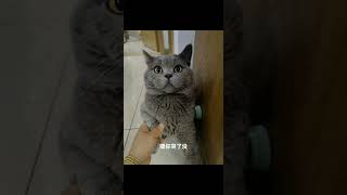 就是喜欢爸爸😂 我和我的猫 萌宠 被迫营业的猫猫 记录猫咪日常 我的小猫咪