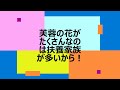 芙蓉（ふよう）一気に咲き始めました。 2022 06 21